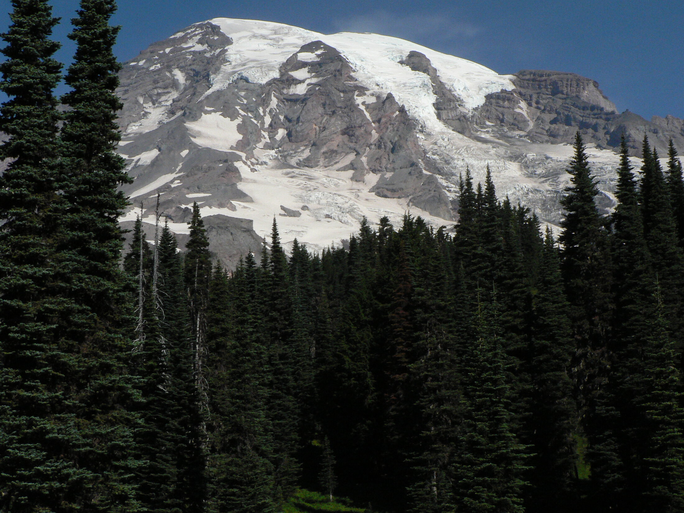 Mount Rainier rising above the forest
