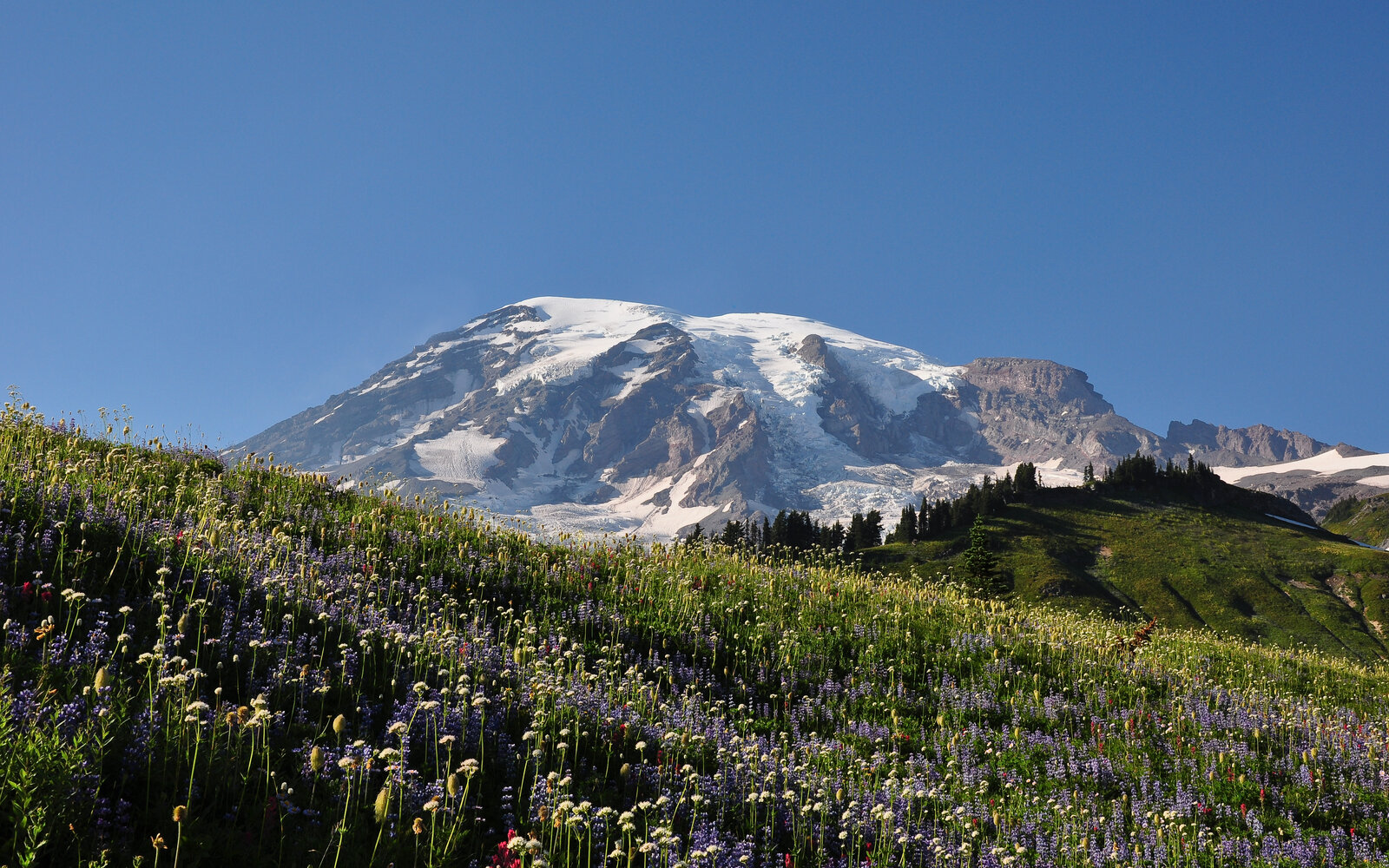 The Paradise side of Mount Rainier