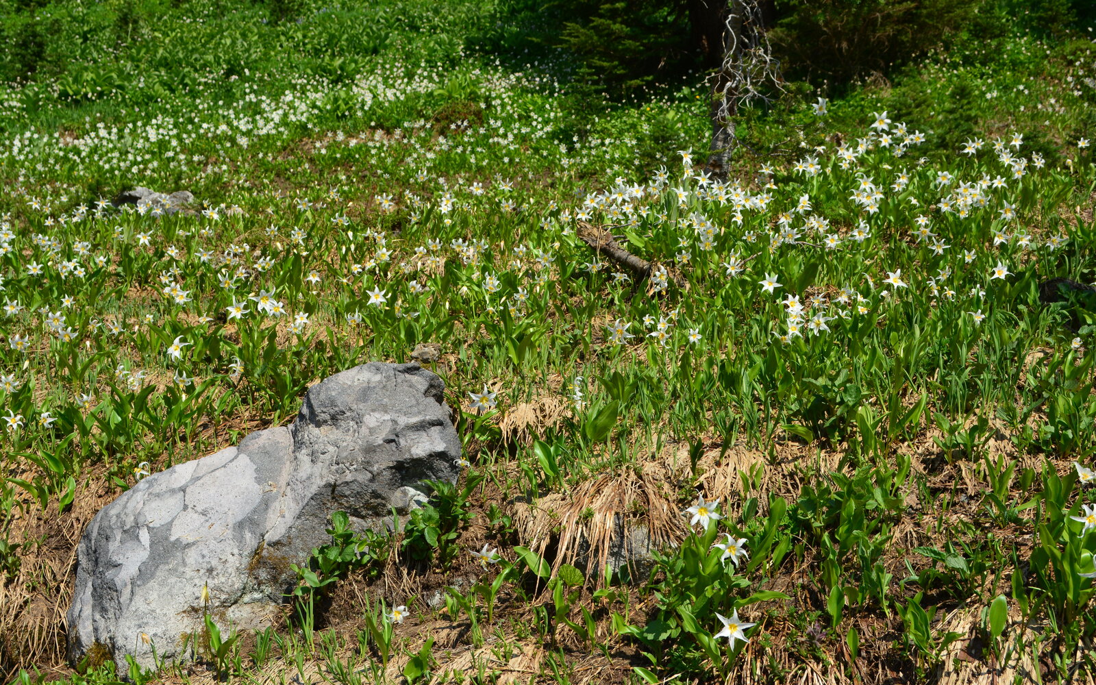 Wildflower meadows near Paradise